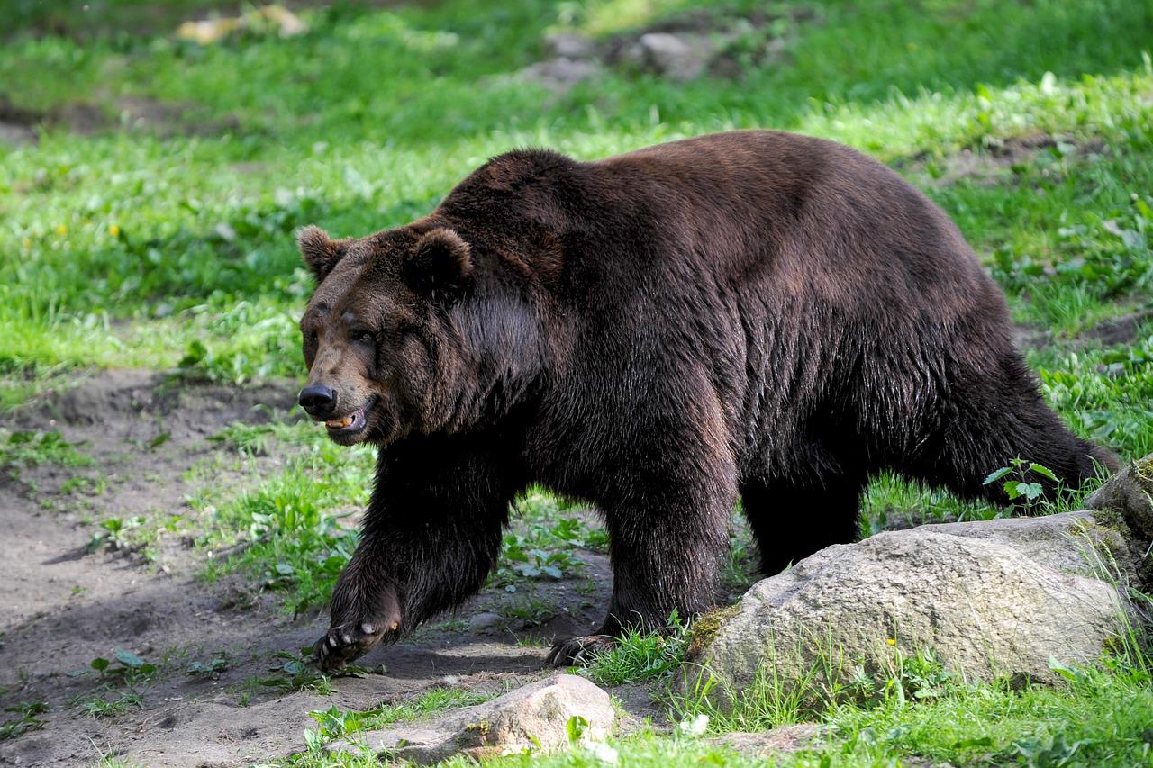 der Braunbär