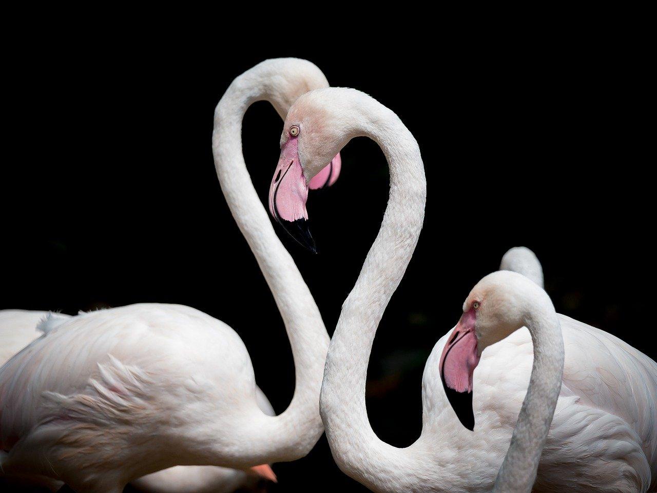der Flamingo