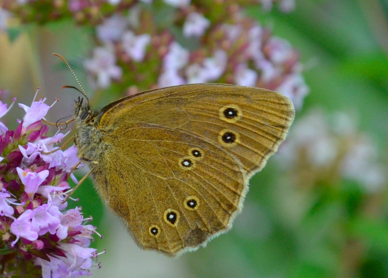 der Schmetterling