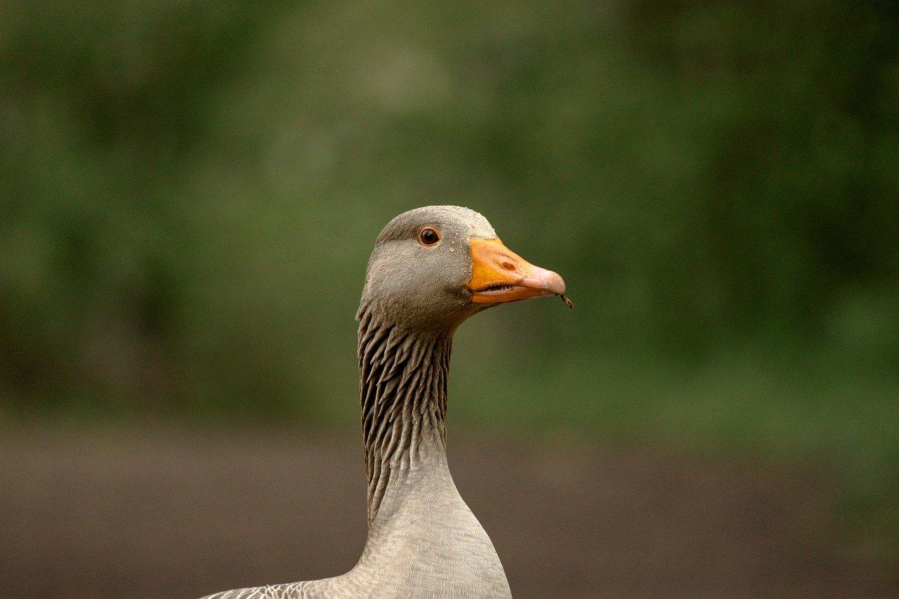 die Tierwelt